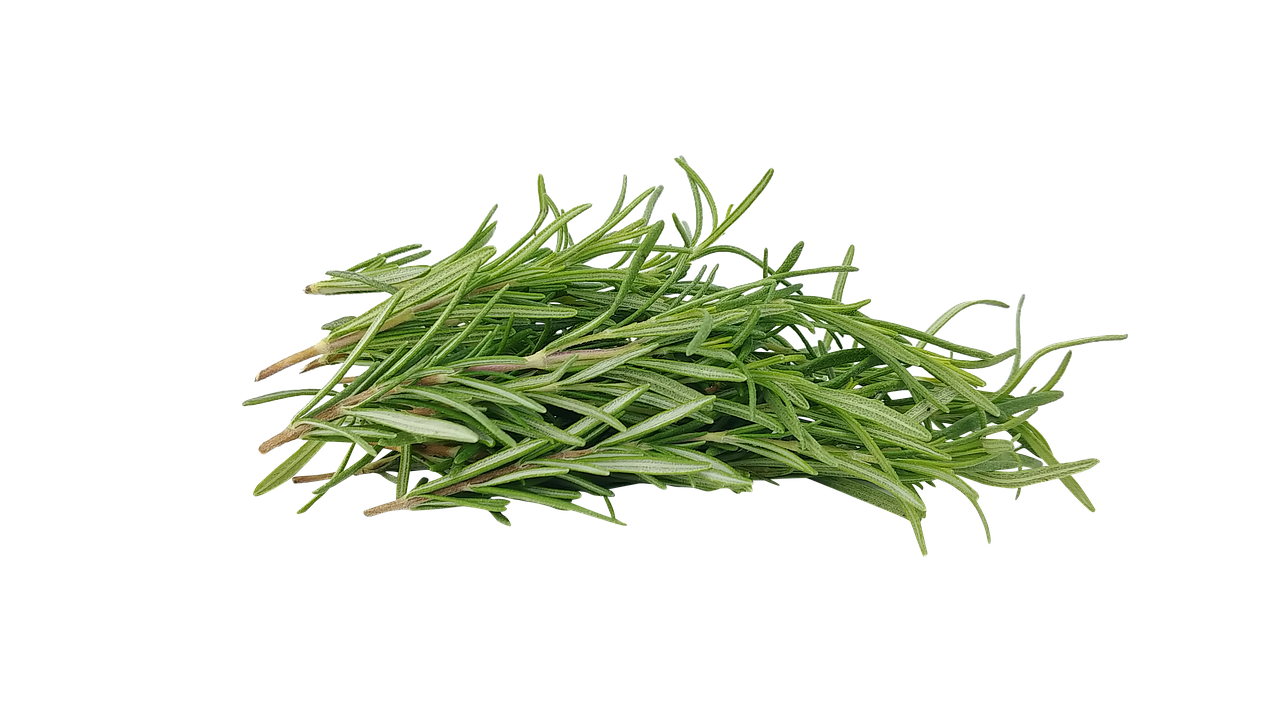 Treat Health Disorders Effectively with Rosemary Herb