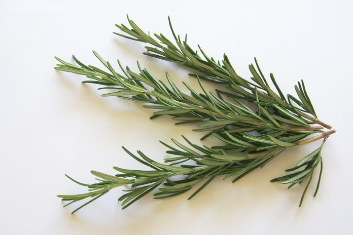 The Aromatic Herb Rosemary: A Natural Remedy for Better Health