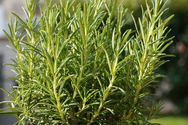 How to Grow and Harvest Rosemary - Pioneerthinking.com