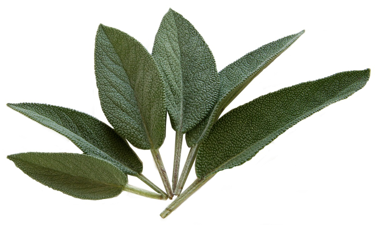 Ways to Preserve and Use Garden Sage