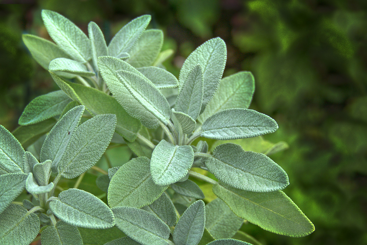 5 Medicinal Herbs Everyone Should Grow
