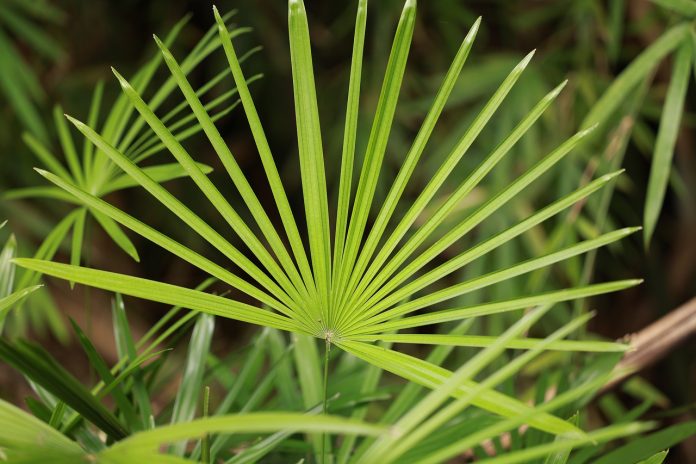 Saw Palmetto: Benefits & Side Effects