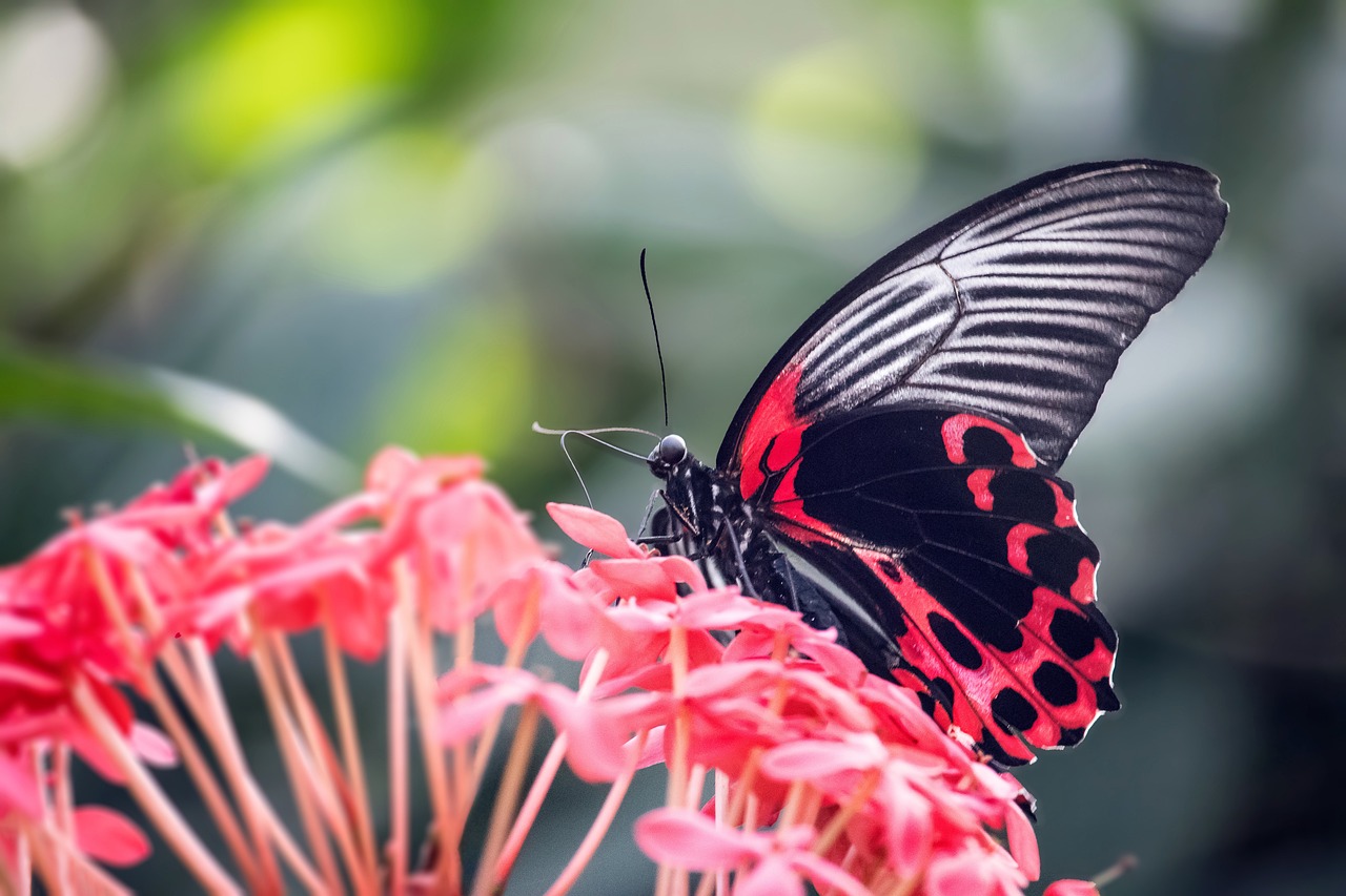 How to Attract Beautiful Butterflies to Your Garden with The Best Flowers