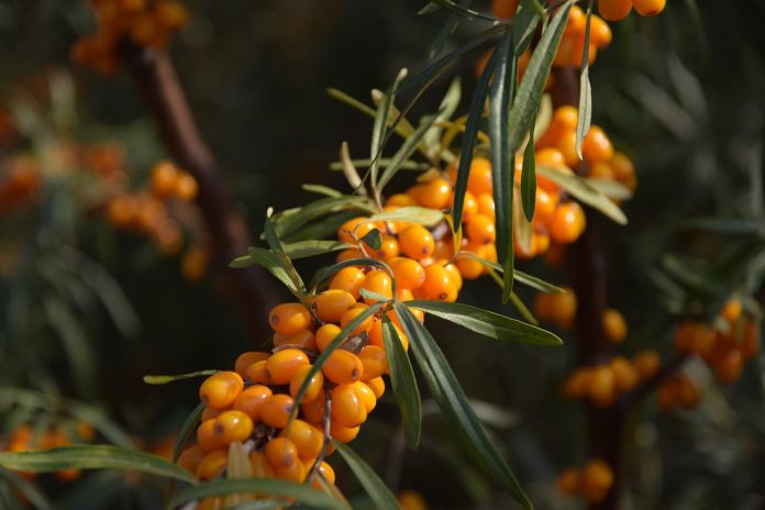 Cleanse the Liver and Gallbladder with Sea Buckthorn