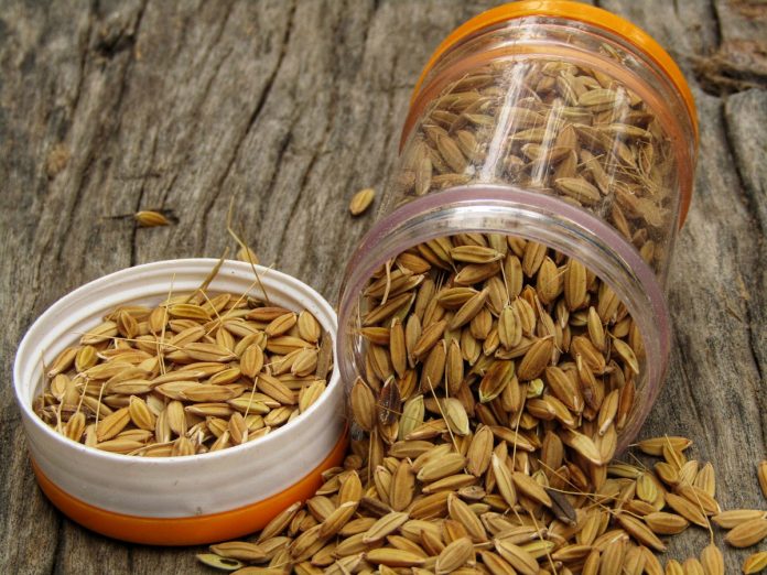 Simple Seed Storage Tips