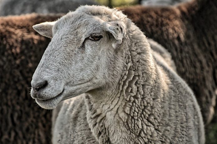Raising Sheep - Prevent Sheep Diseases from Spreading