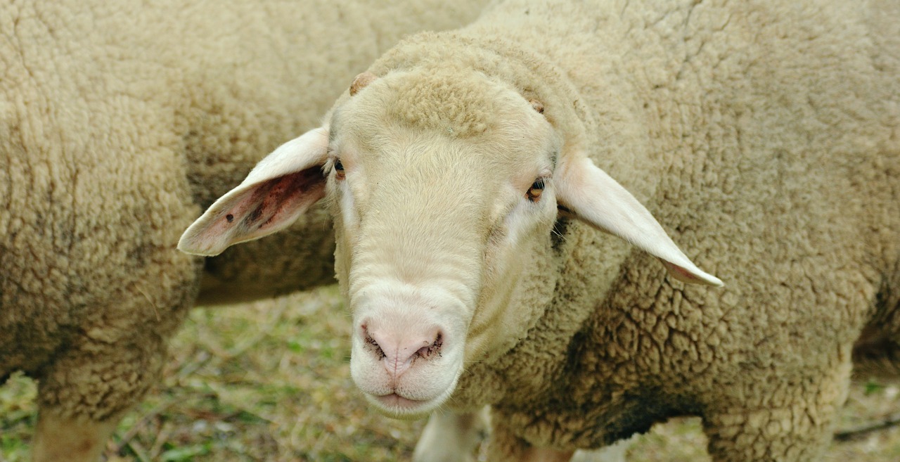 Sheep Handling - 10 Quick Tips To Proper Sheep Management - Pioneer Thinking