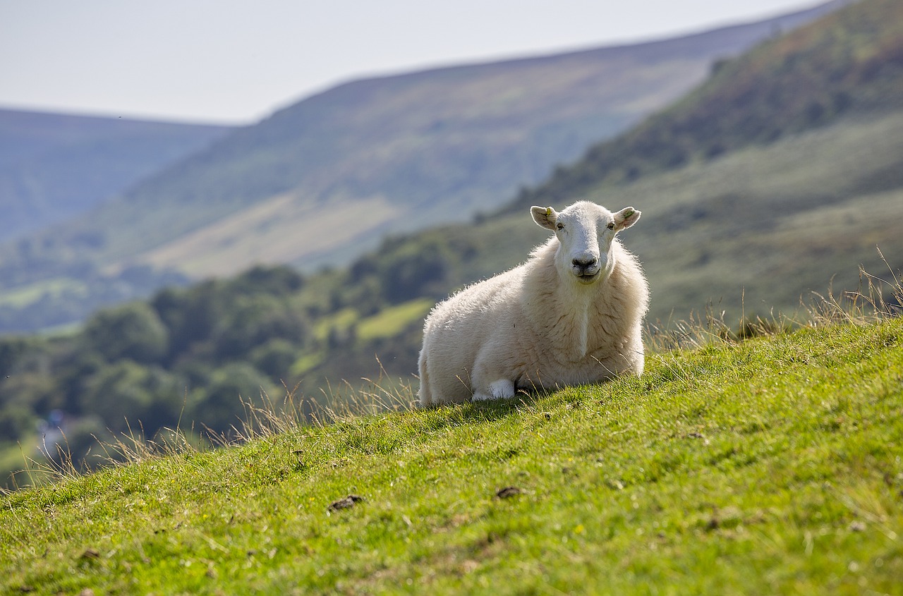How to Raise Sheep – 5 Things to Consider and What You Need to Know When Raising Sheep