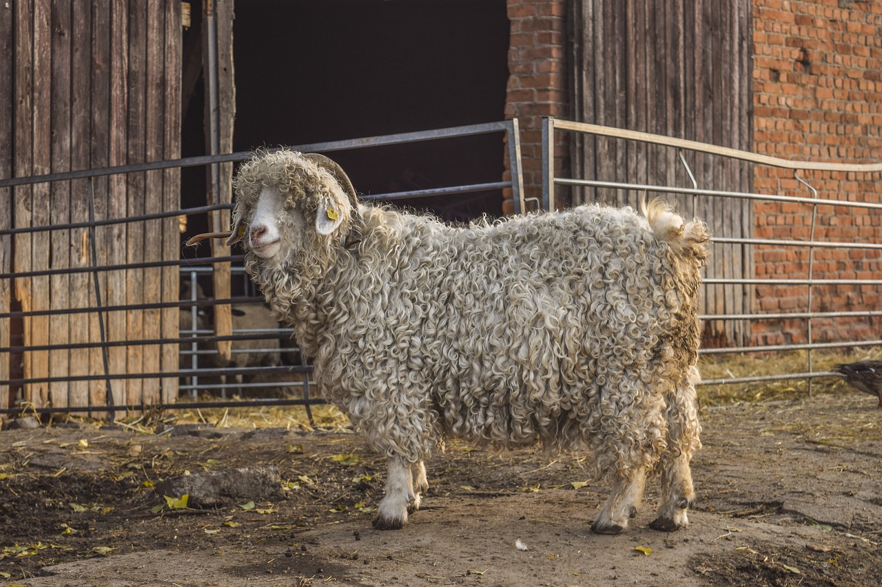 Rearing Sheep - Housing & Ventilation for Healthy Sheep