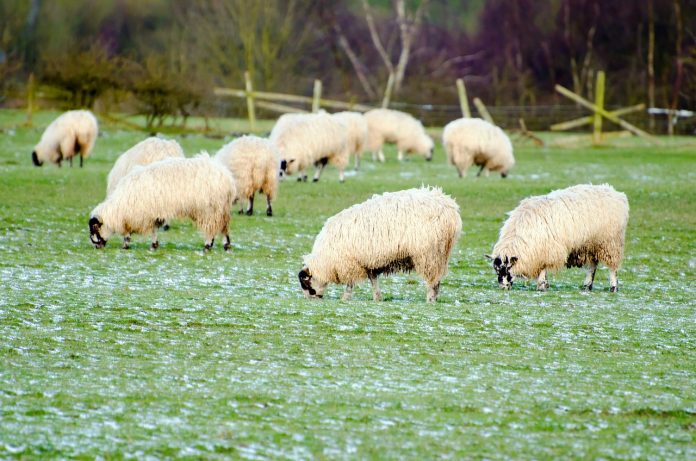 Understanding Sheep Food: What Do Sheep Eat and How Much Do They Need?