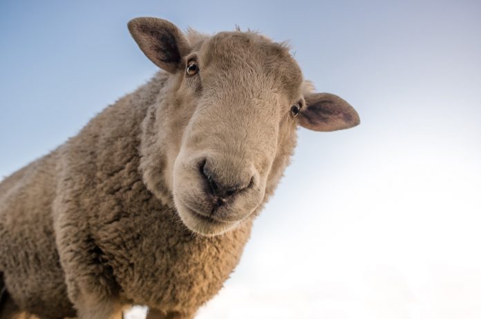 Handling Sheep - Studying Sheep's Behavior Can Help You Become An Effective Sheep Handler