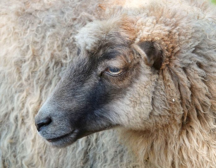 Raising Wool Sheep