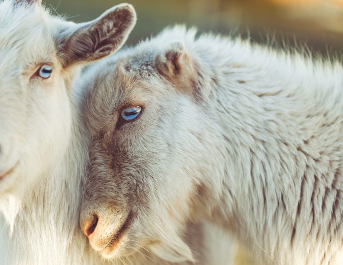 Breeding Sheep - A Beginner's Guide Before You Start Raising Sheep