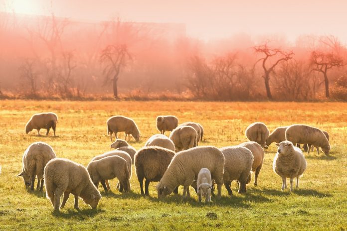 Guide to Raising Sheep - Simple and Straightforward Tips to Know Before You Raise Sheep