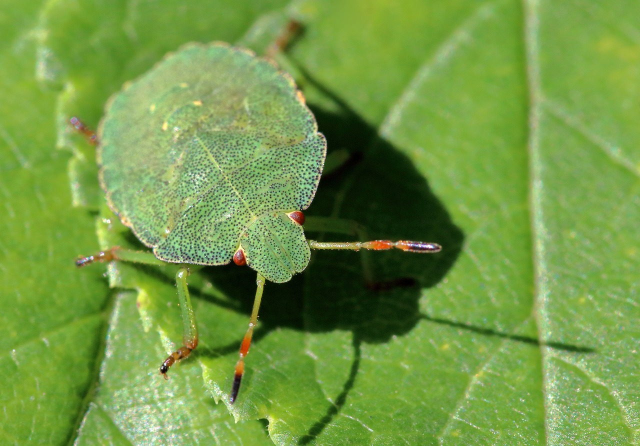 How to Naturally Control the Common Stinkbug Infestation