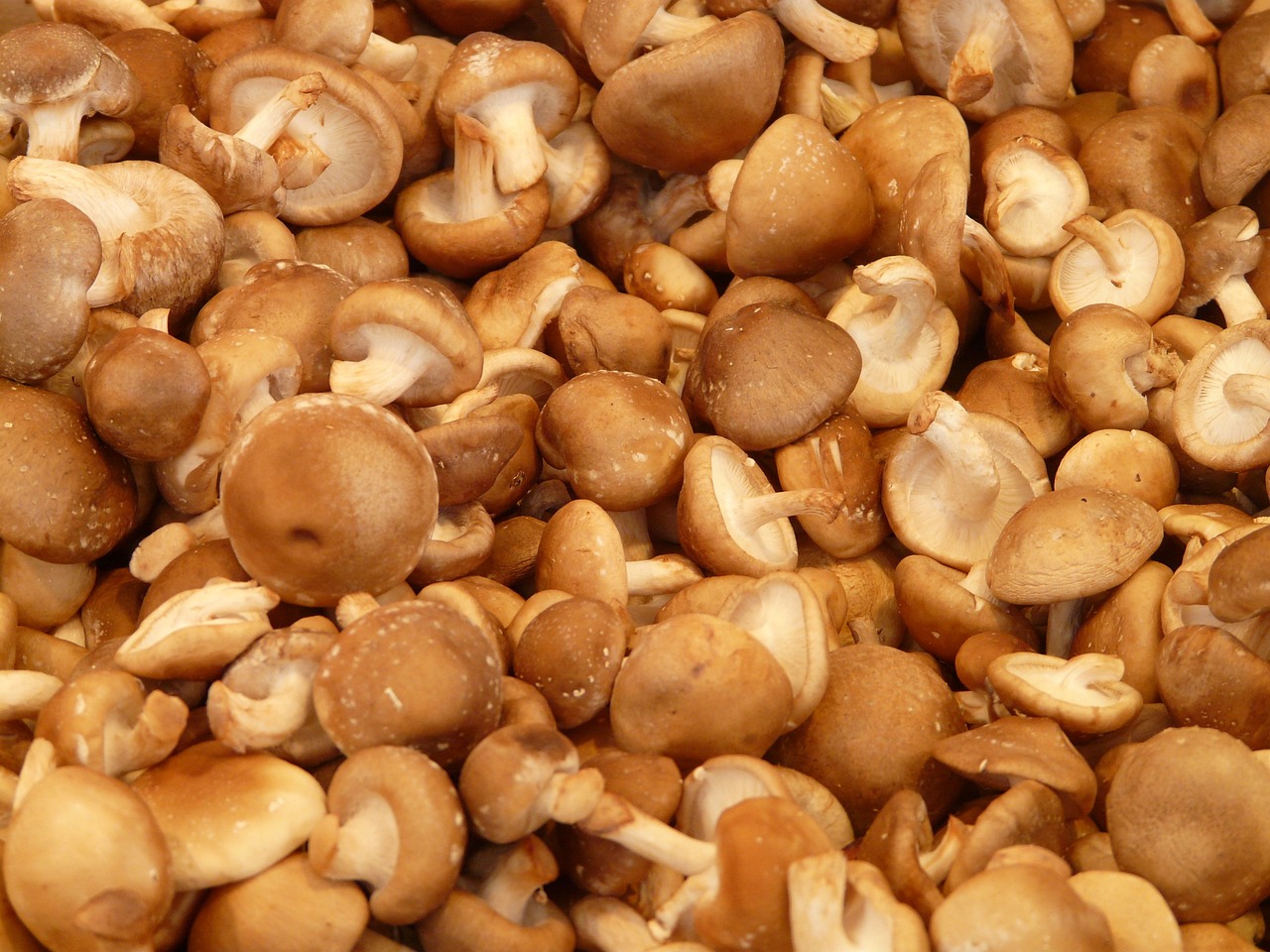 Medicinal Benefits of Mushrooms
