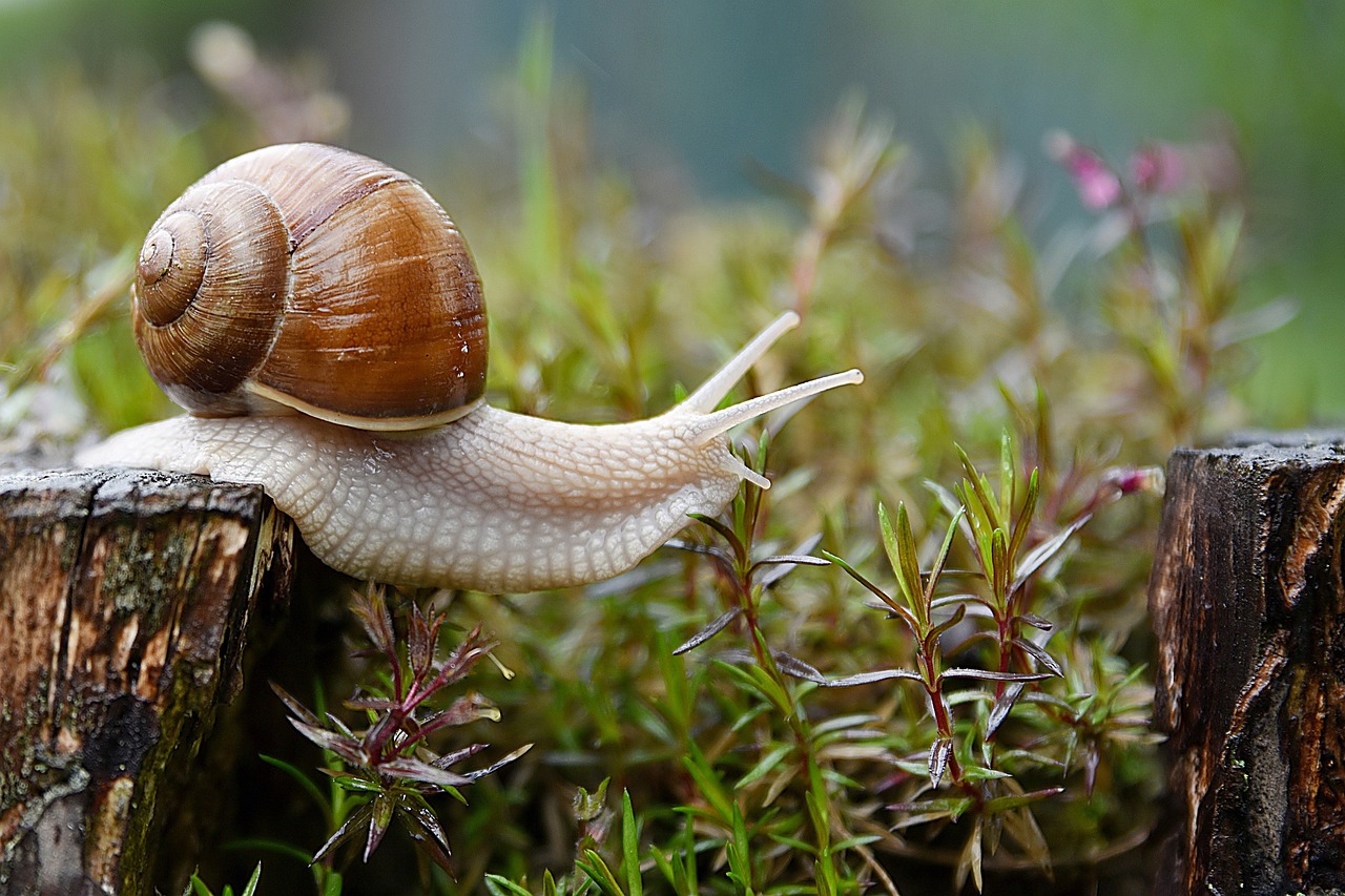 The Lowdown on Snails in Your Garden