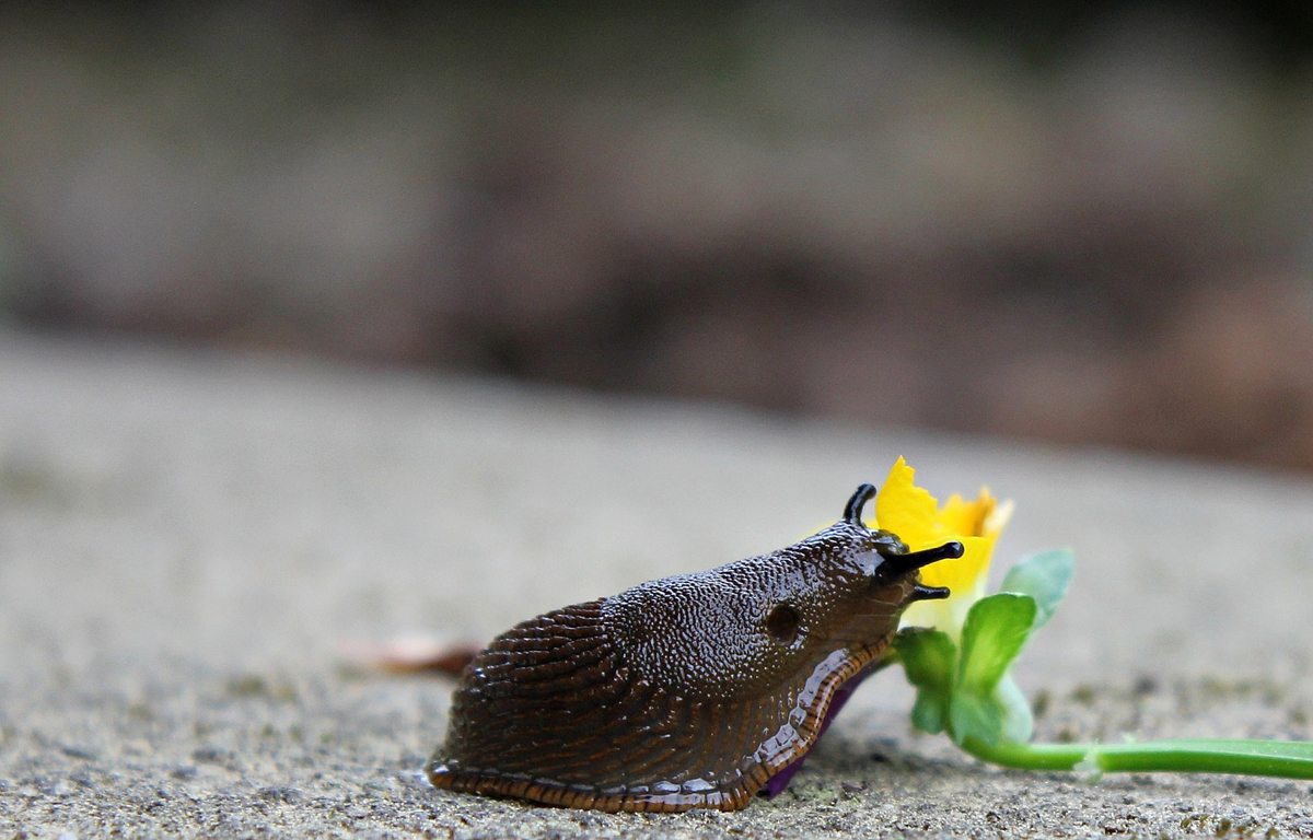 Garden Pests - Tips on Keeping Them Out of Your Home and Garden!