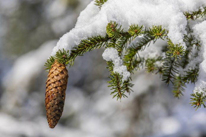 Winter Care of Trees and Shrubs: Prevent Cold Weather Damage