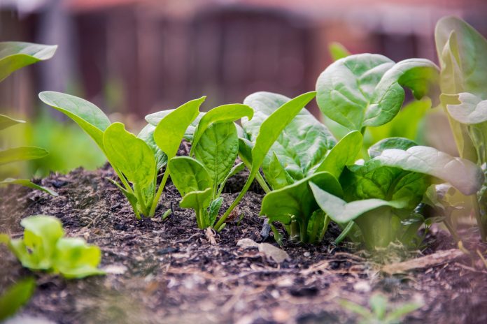 Grow Spinach from Seeds