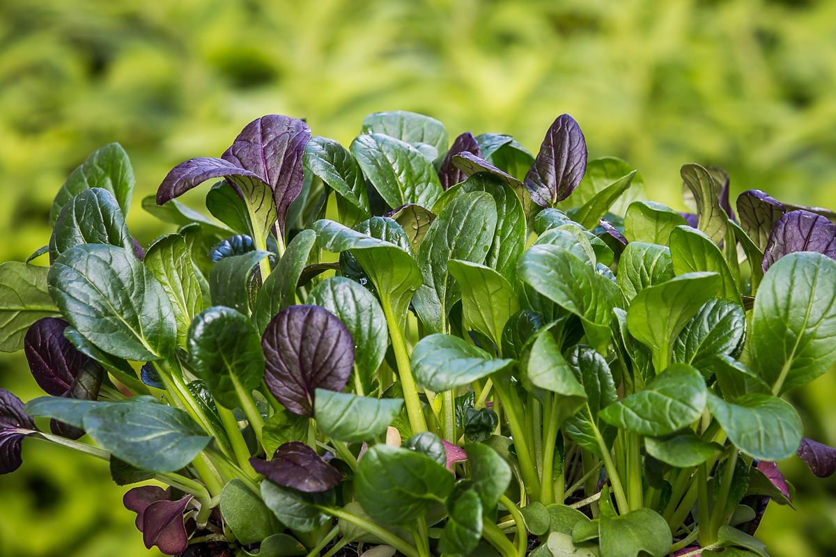 Growing Spinach – A Complete Guide