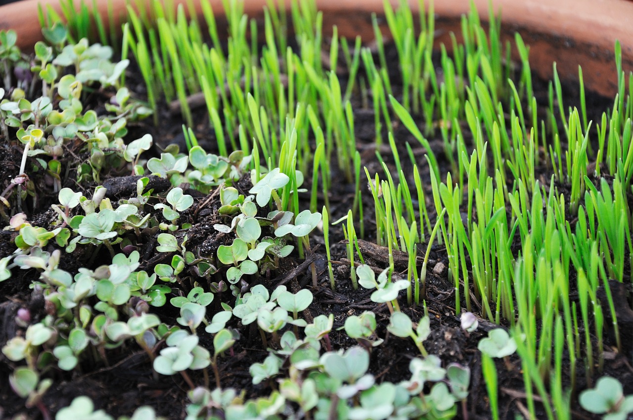 Grow Microgreens at Home