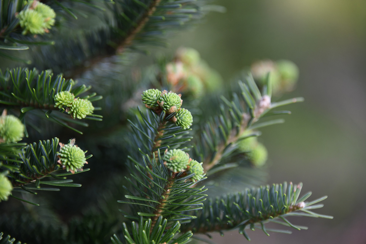 Eating Wild – Spruce Bud Tips