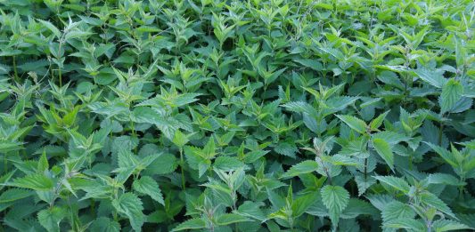 The Herbalist's Perfect Lawn