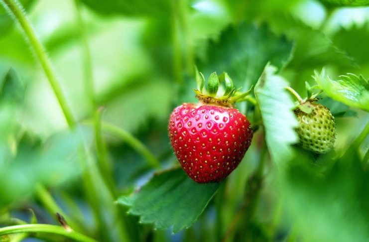 Best Method of Growing Strawberries - Pioneer Thinking