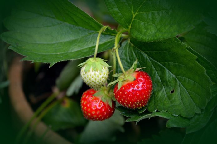 How to Start Gardening Container Strawberries