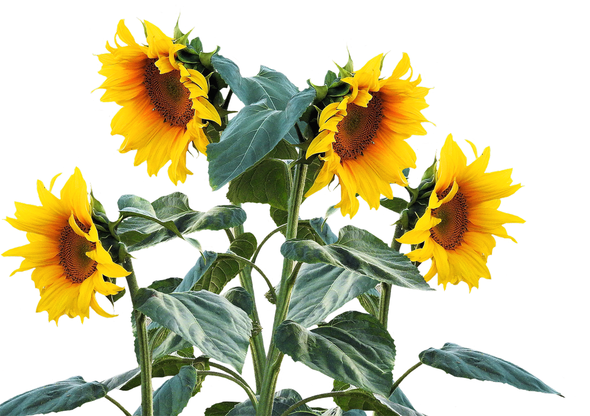 Storage Tips for Sunflowers