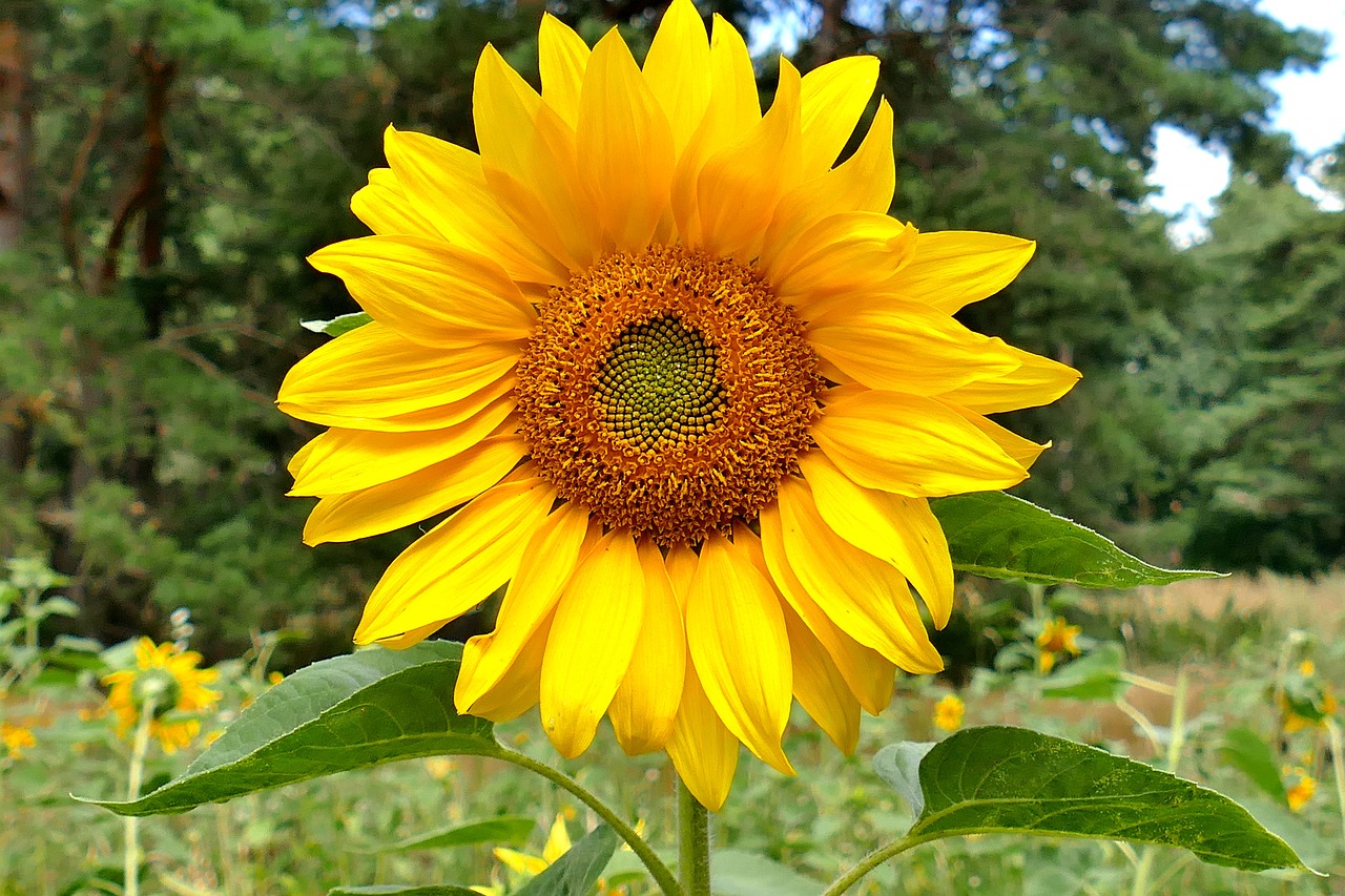 A Guide to Growing Sunflowers: Uses and Remedies