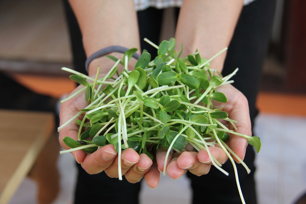 Growing and Using Sunflower Sprouts: A Nutrient-Dense Addition to Your Diet