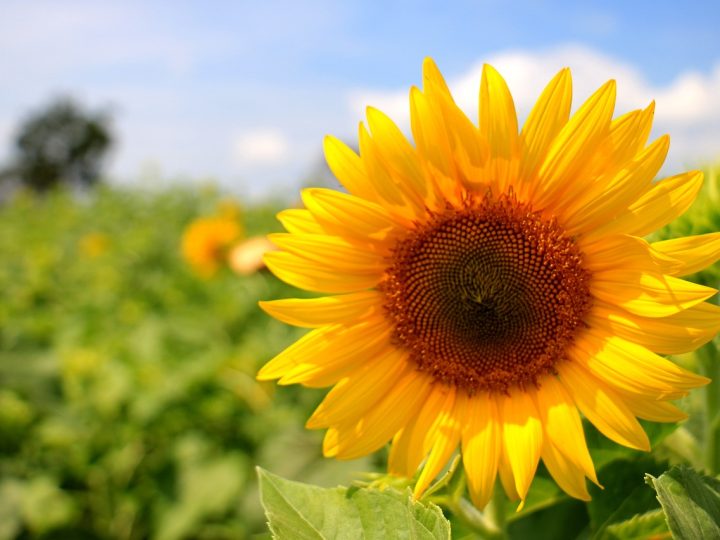 October in The Flower Garden