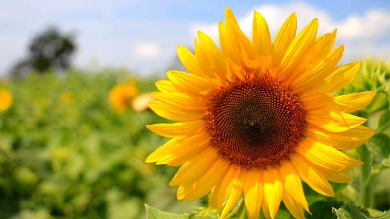 October in The Flower Garden