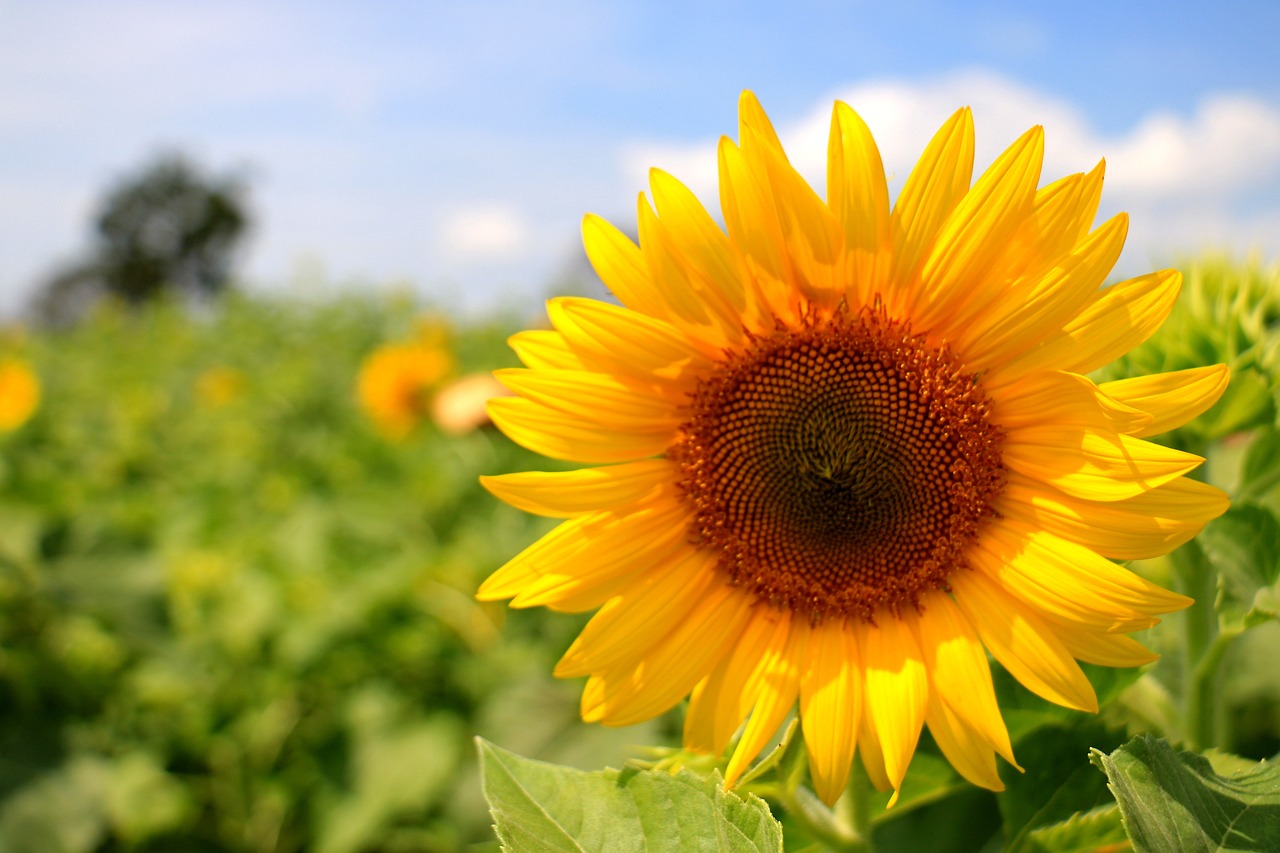 October in The Flower Garden