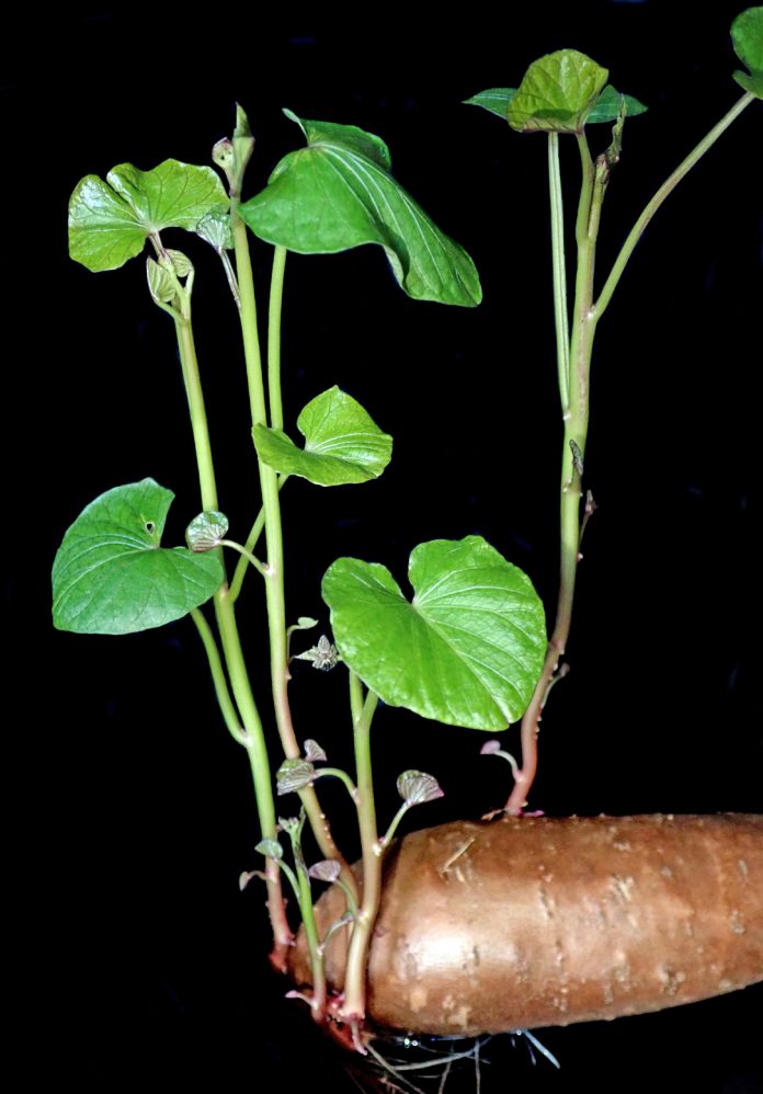 Growing Organic Sweet Potatoes