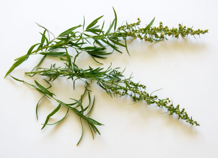 Tarragon Tea Known to Be Effective for Calming and Detoxification