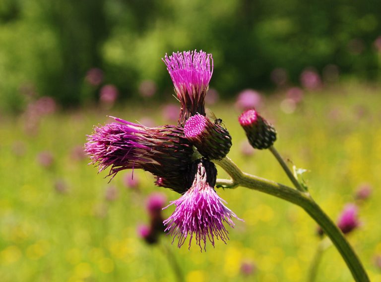 Herbal Home Remedy Milk Thistle