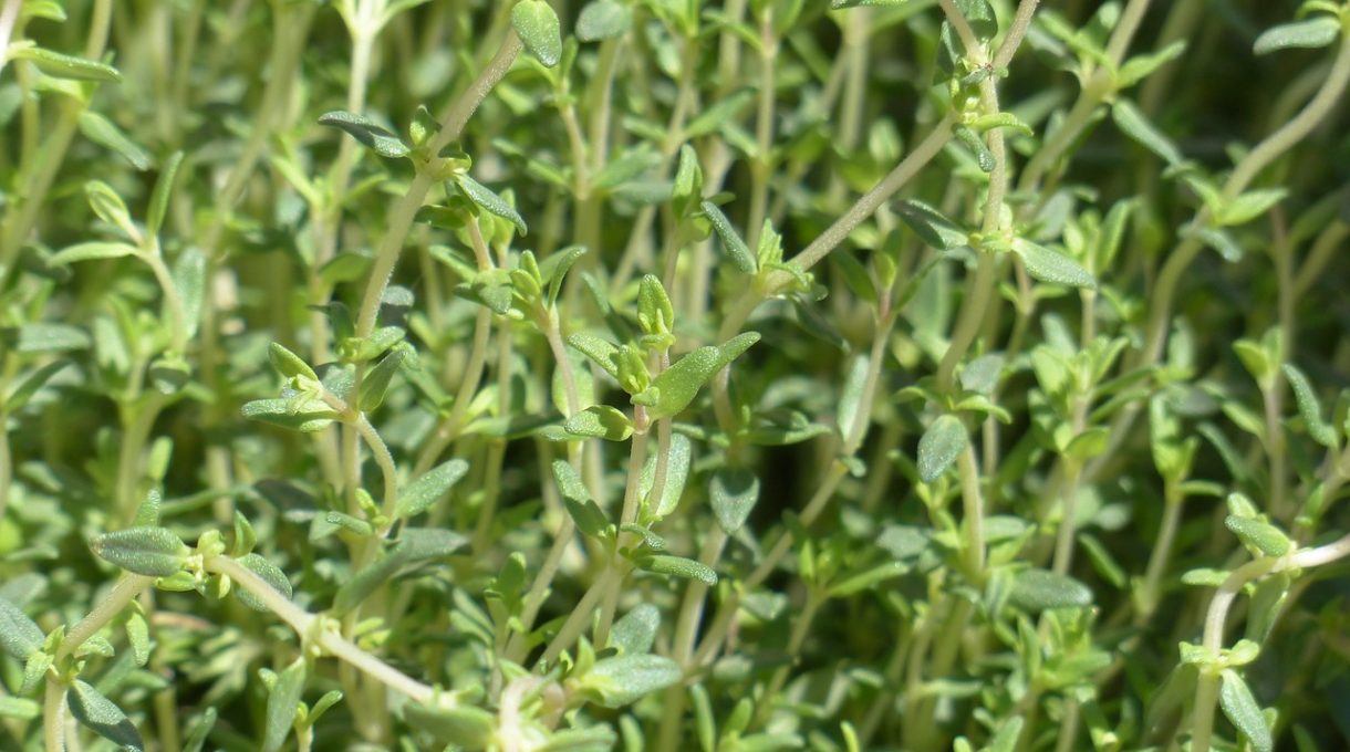 Thyme: Growing, Harvesting and Making Herbes De Provence