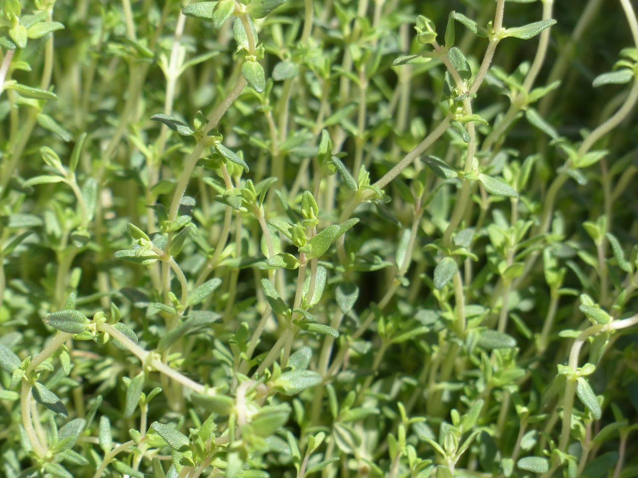 Thyme: Growing, Harvesting and Making Herbes De Provence