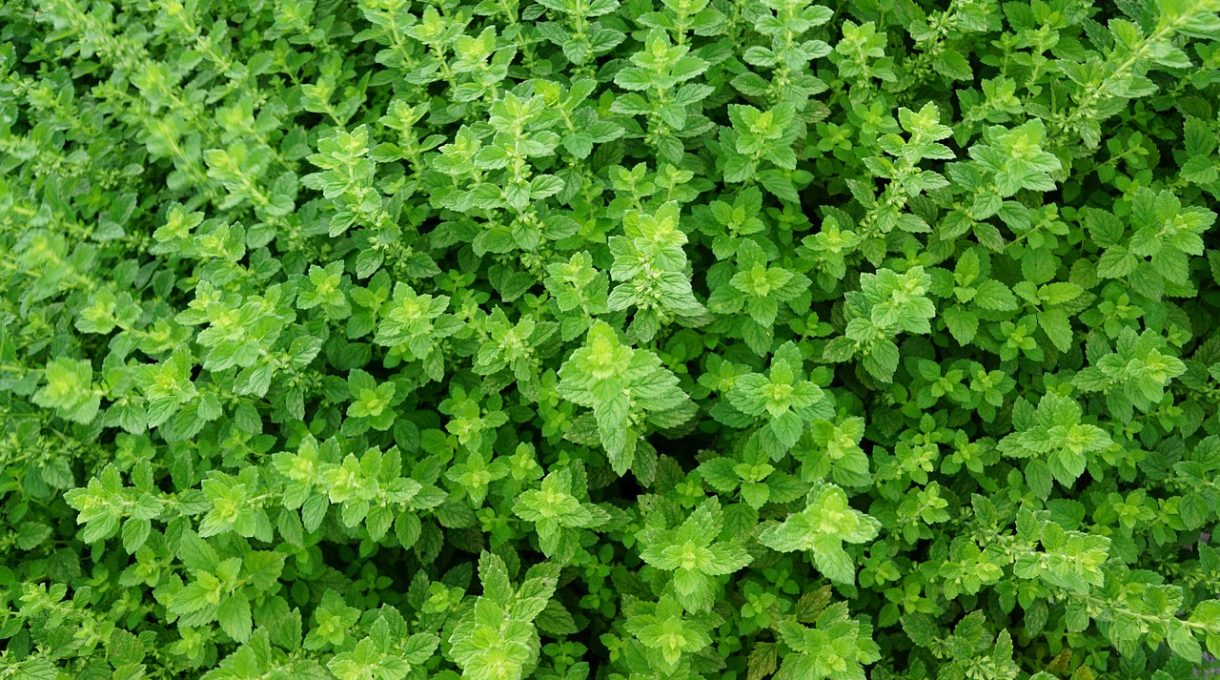 Tips for Growing Thyme: History, Remedies, and Uses
