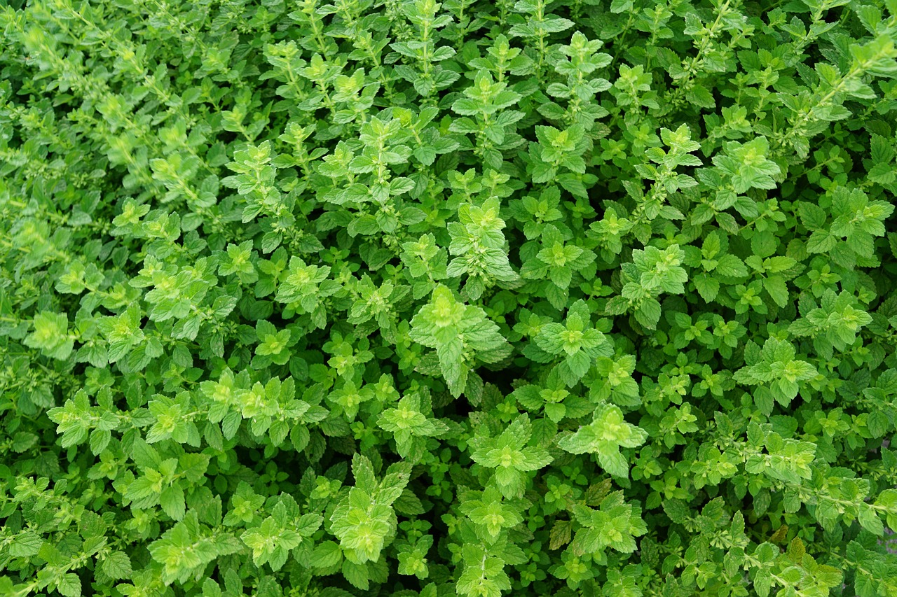 Tips for Growing Thyme: History, Remedies, and Uses