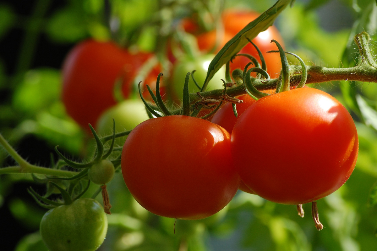 How to Grow Heirloom Tomatoes