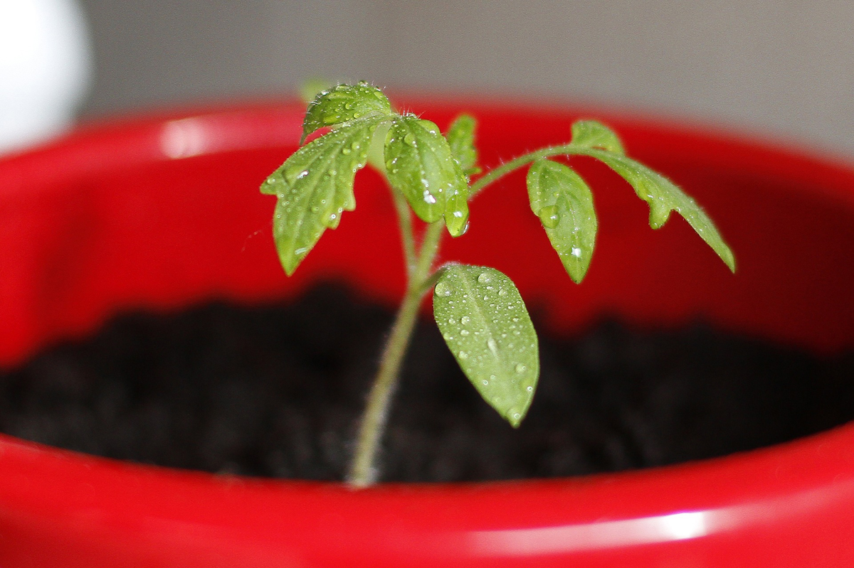 Step by Step Easy Method to Grow Indoor Tomatoes