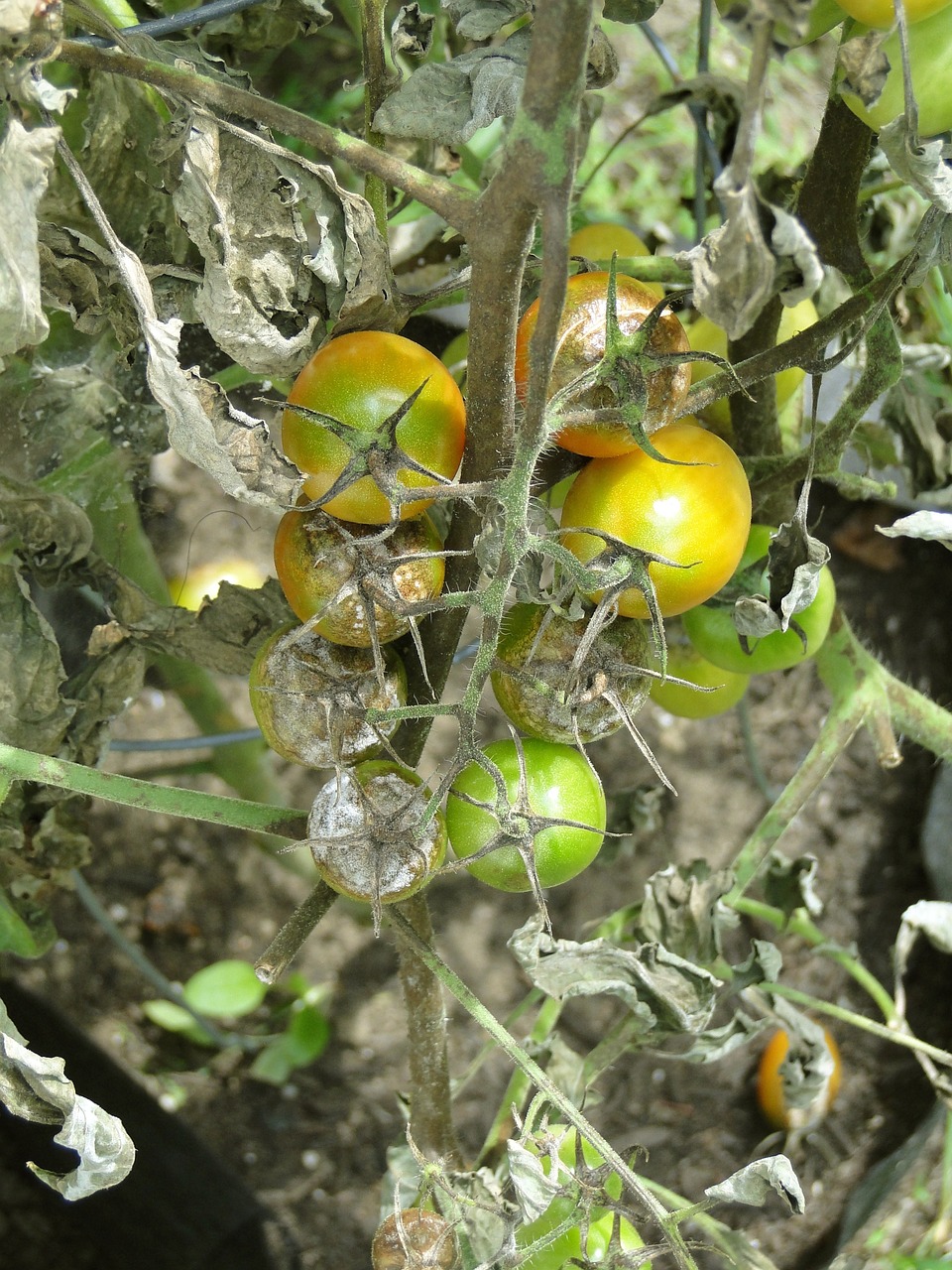 Are Your Tomatoes or Potatoes Suffering Disease After Recent Heavy Rainfalls?