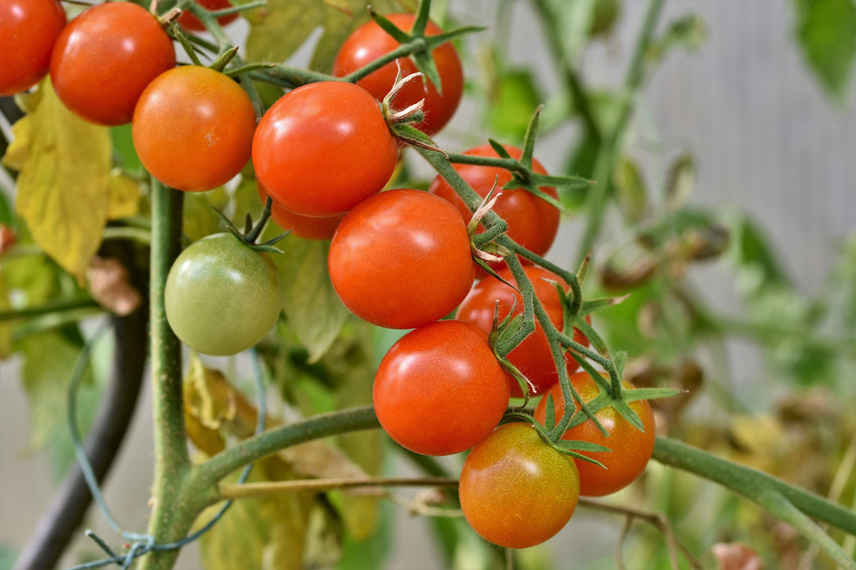 Pruning Tomato Plants - A "How to" Guide