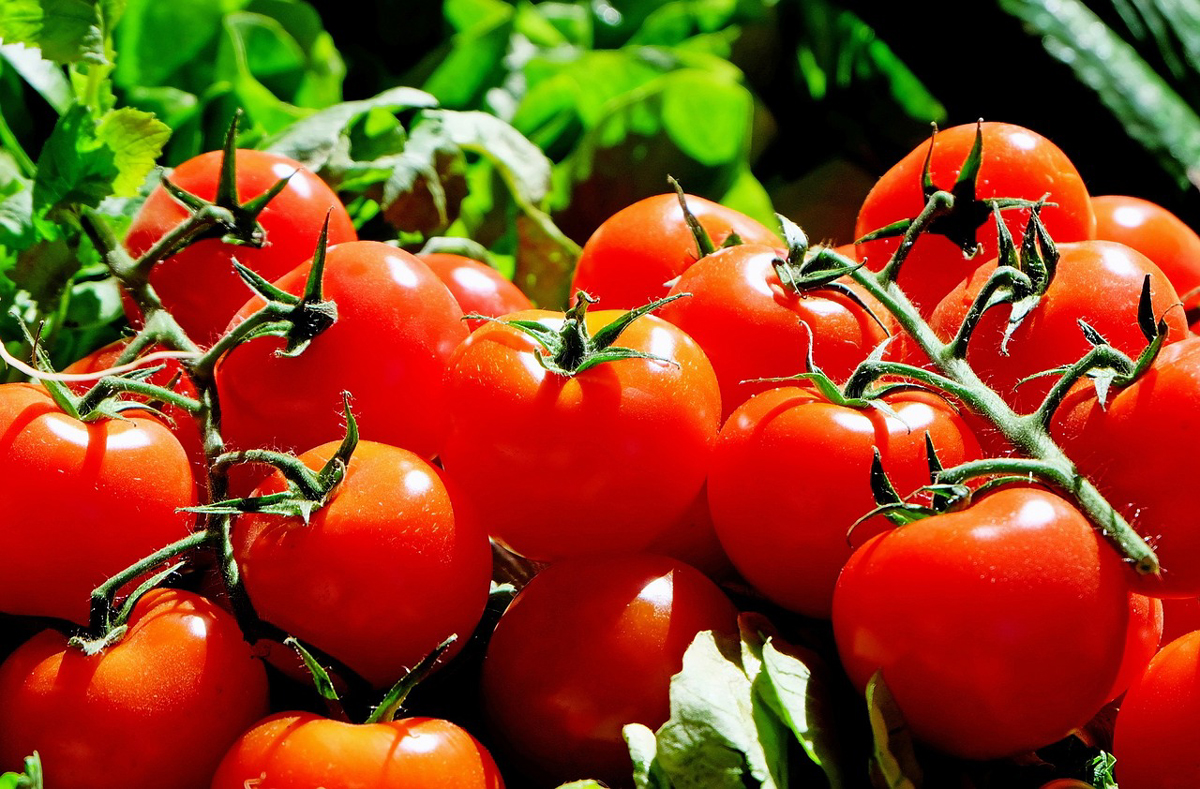 Does Burying Fish Help Your Tomato Plants?