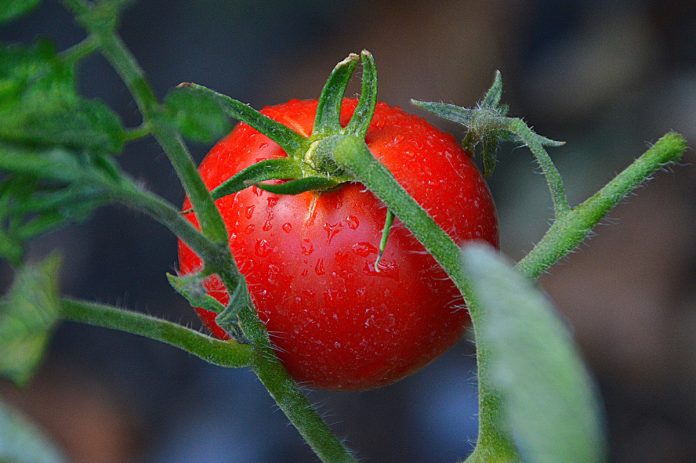Growing Tomatoes Using Organic Methods