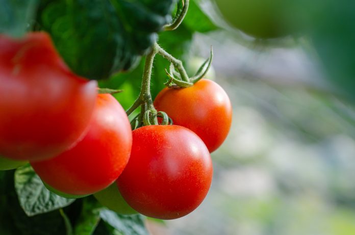 19 Tips on Growing Great Tomatoes